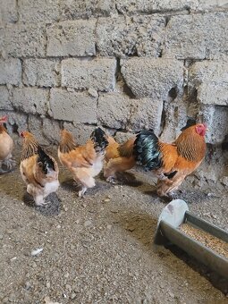 Násadové vajcia - 4