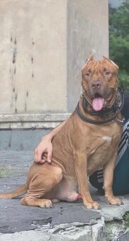 KRYTIE – Pitbull Rednose s výnimočnou povahou. - 4