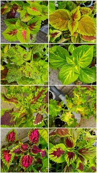 Koleus coleus africká okrasná žihľava - 4