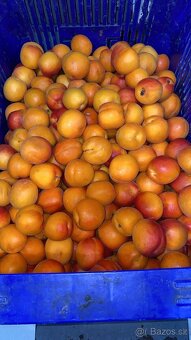 Marhule na kvas - 4
