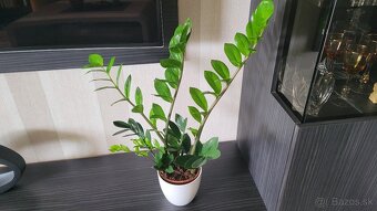Zamiokulkas (Zamioculcas zamiifolia) - 4