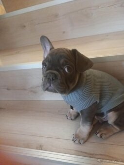 Predam Buldočeka - 4