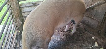 Predám prasatá - 4