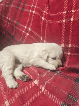 Šteniatka slovenský čuvač - 4