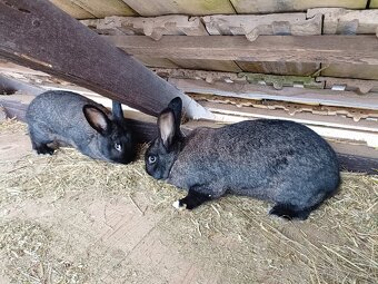 Predám králiky - 4