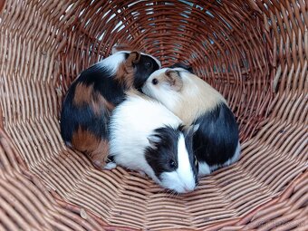 Predám morčatá - samičky - 4