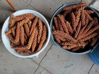 Proso senegalske - 4