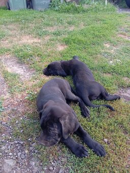 Cane corso z labradorom - 4