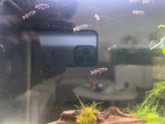 Pseudotropheus Mpanga - 4