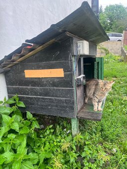 Kurín kurník odchovňa - 4