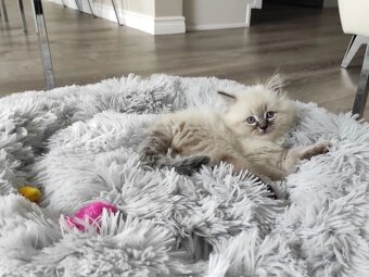 K dispozícii sú roztomilé mačiatka plemena Ragdoll - 4