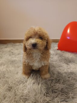 Toy Maltipoo - 4