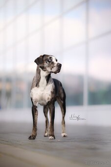 Louisianský leopardí pes Catahoula s PP - 4