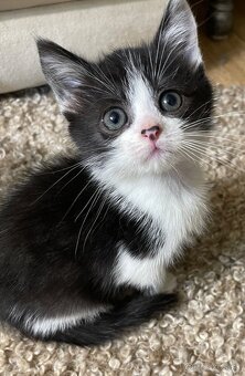 Polobritské mačiatka - 4