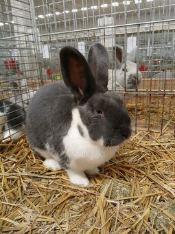 Meklenburský strakáč - 4