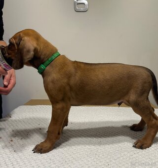 Rhodesian Ridgeback s preukazom pôvodu - 4