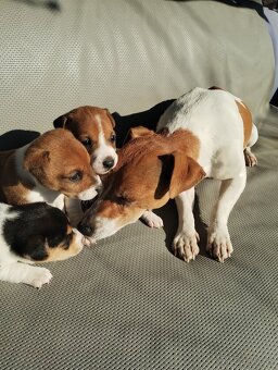 Jack russel terier - 4