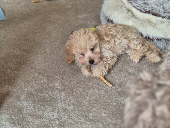 Predám Maltipoo - 4
