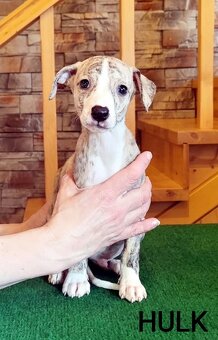 Whippet s PP - 4