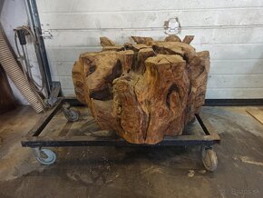 koreň stromu Brest - 4