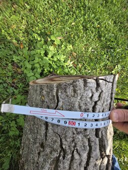 Kmeň orecha na predaj - 4