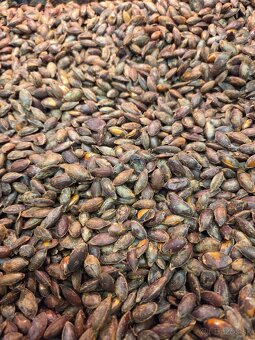 Tekvicové jadierka bezšupkové - 4