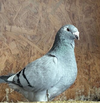 Poštové holuby štandard - 4