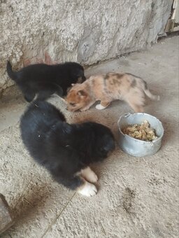 Šteniatka Border Kólia - 4