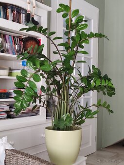 Zamiokulkas - 4