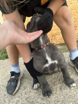 Cane Corso - 4