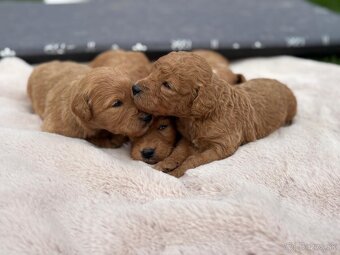 Goldendoodle - 4