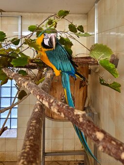 Ara Ararauna – samica 2025 - 4