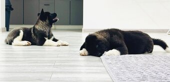Šteniatka Americká Akita - 4