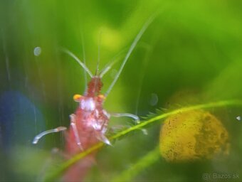 Bloody mary Orange eyes - 4