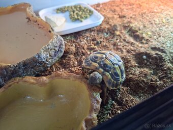 Predam suchozemsku korytnačku Testudo hermanni - 4