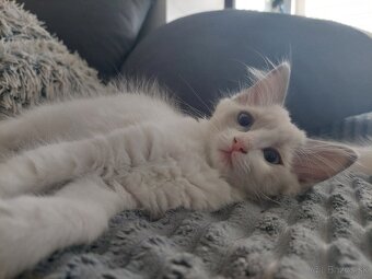 Ragdoll mačiatko bez PP (LV, LM) - 4
