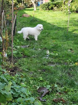 Slovenský čuvač - 4