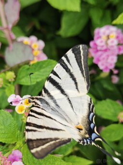 Honor 400 pro 512 gb sivy predám vymením - 4