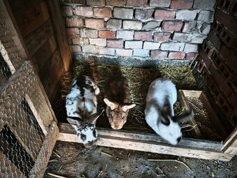 Samičke a samce - 4