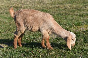 Predam Anglonubijske kozliatka - 4