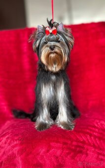Yorkshire terrier, york s PP - 4