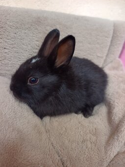 Mini zajačiky na predaj - 4