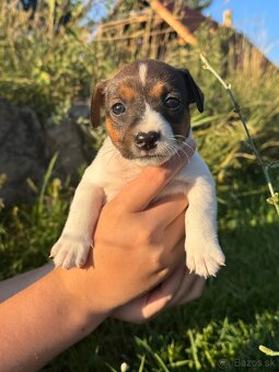 Jack Russel Terrier - 4