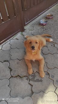 Zlatý retriever - 4