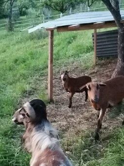 Predám kamerunske jahňata - 4