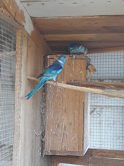 Barnard červenočelý modrý - 4