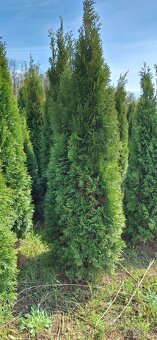 Tuja smaragd - AKCIA 200cm len 16Eur - 4