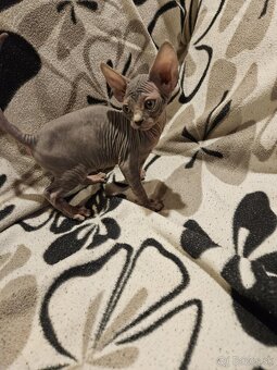 Sphynx - 4