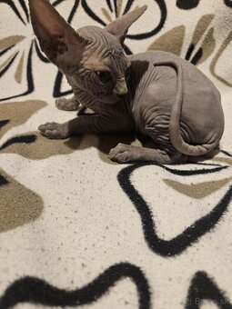 Sphynx - 4