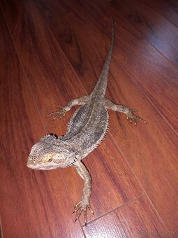 Agama bradatá - 4